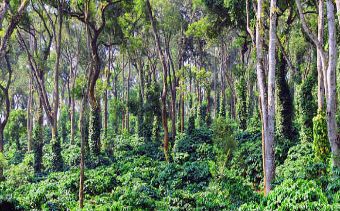 Golf in Coorg