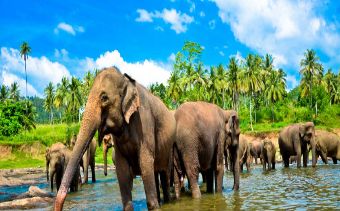 Golf, Hill country, Wildlife & Beach in Sri Lanka