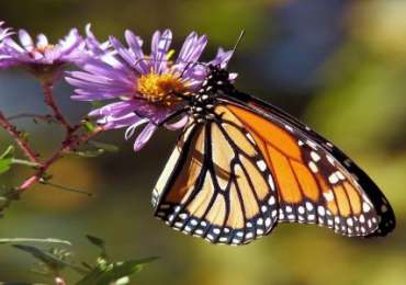 Butterflies & Dragonflies Tour of Western Ghats