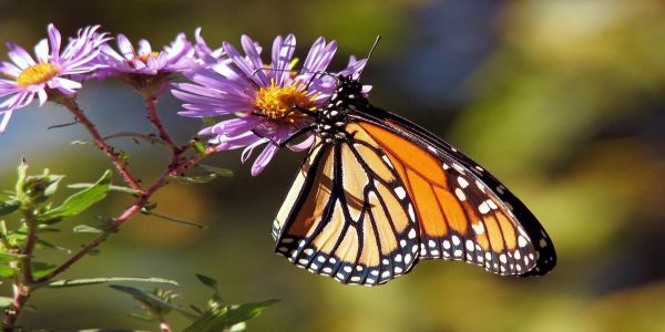 Butterflies & Dragonflies Tour of Western Ghats