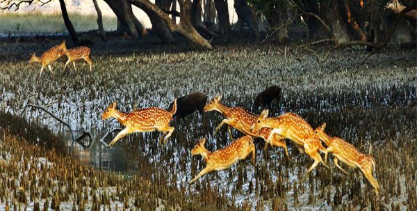 From Dhaka to Sunderbans