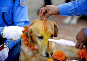 Kukur Tihar Festival