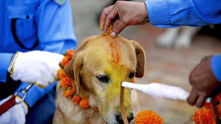 Kukur Tihar Festival