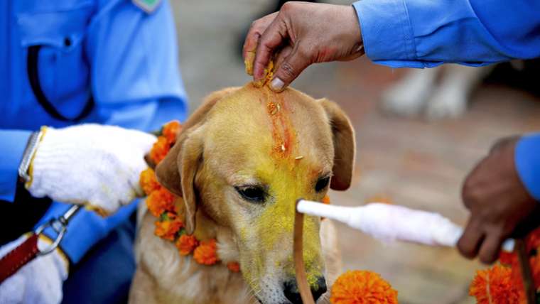 Kukur Tihar Festival