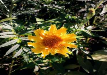 Flower Festival Tour Sikkim