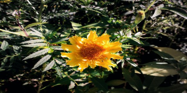 Flower Festival Tour Sikkim