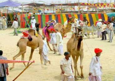Nagaur & Desert Festival Rajasthan