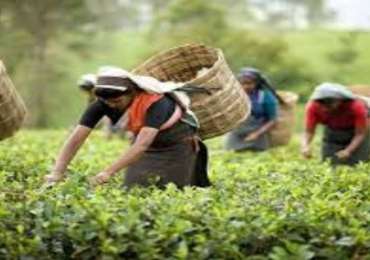 Tea Tour in Northeast India