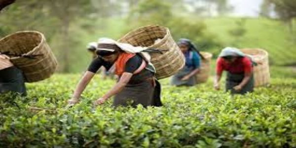 Tea Tour in Northeast India