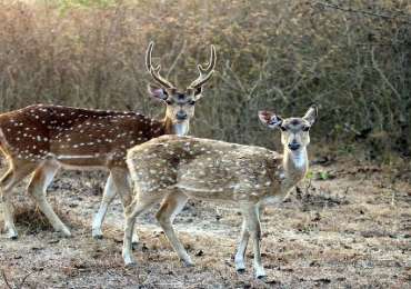 Bandipur and Ooty Tour