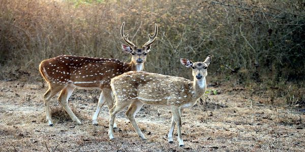 Bandipur and Ooty Tour