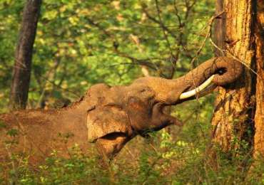 Wayanad & Kabini from Bangalore