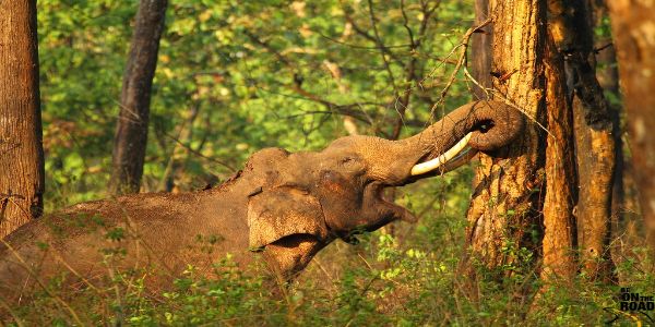 Wayanad & Kabini from Bangalore