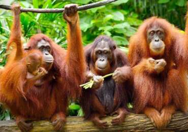 Best of Borneo