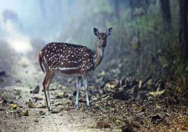 Dudhwa National Park TUTC Camps