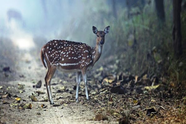 Dudhwa National Park TUTC Camps