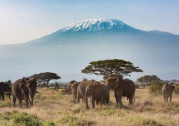 Tanzania Wildlife Breakaway