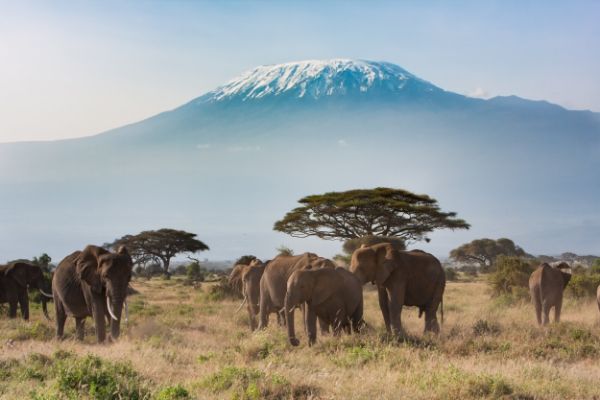 Tanzania Wildlife Breakaway