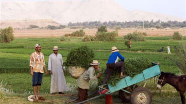 Nature in Egypt