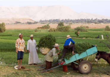 Nature in Egypt