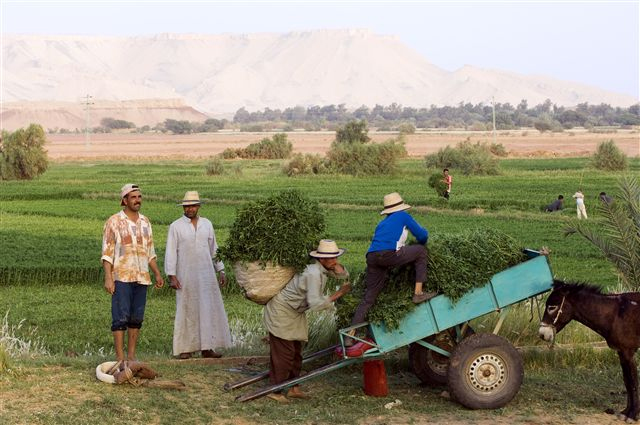 Nature in Egypt