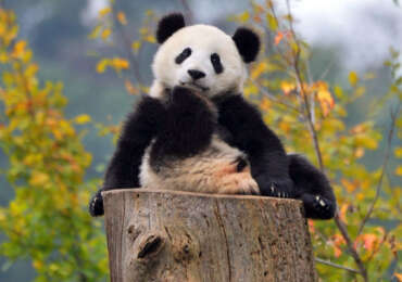 China Giant Panda