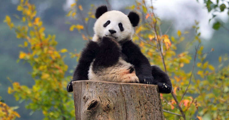 China Giant Panda