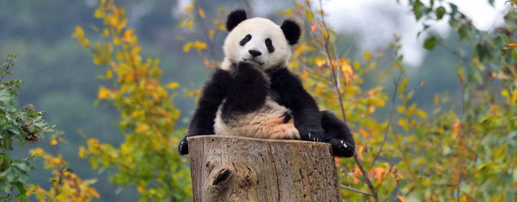 China Giant Panda