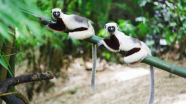 Best Wildlife National Parks in Madagascar