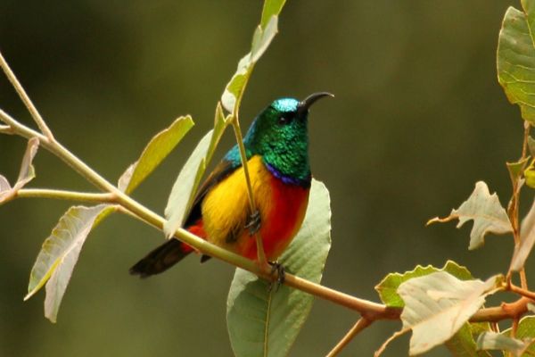 Birding Programme In Comoros