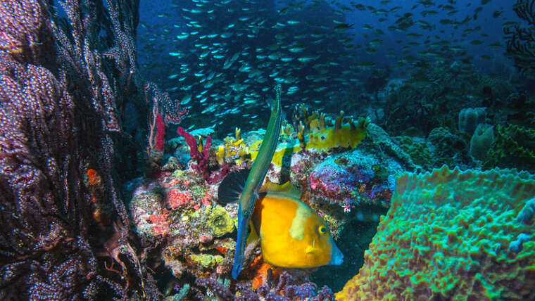 Diving in Grenada