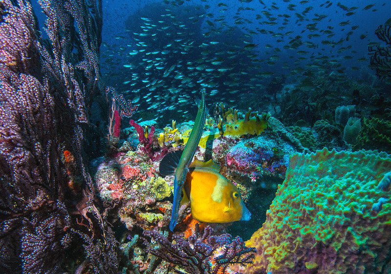 Diving in Grenada