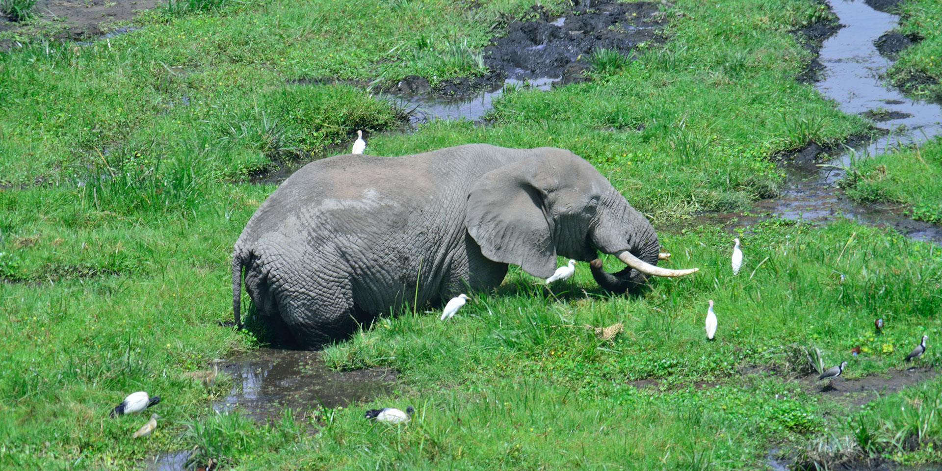amboselinationalpark