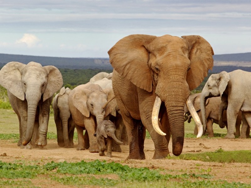 elephant-reserve