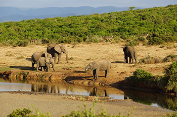 Wildlife National Parks of Mozambique