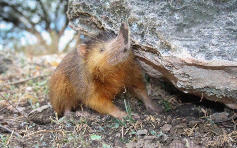 Wildlife in Haiti