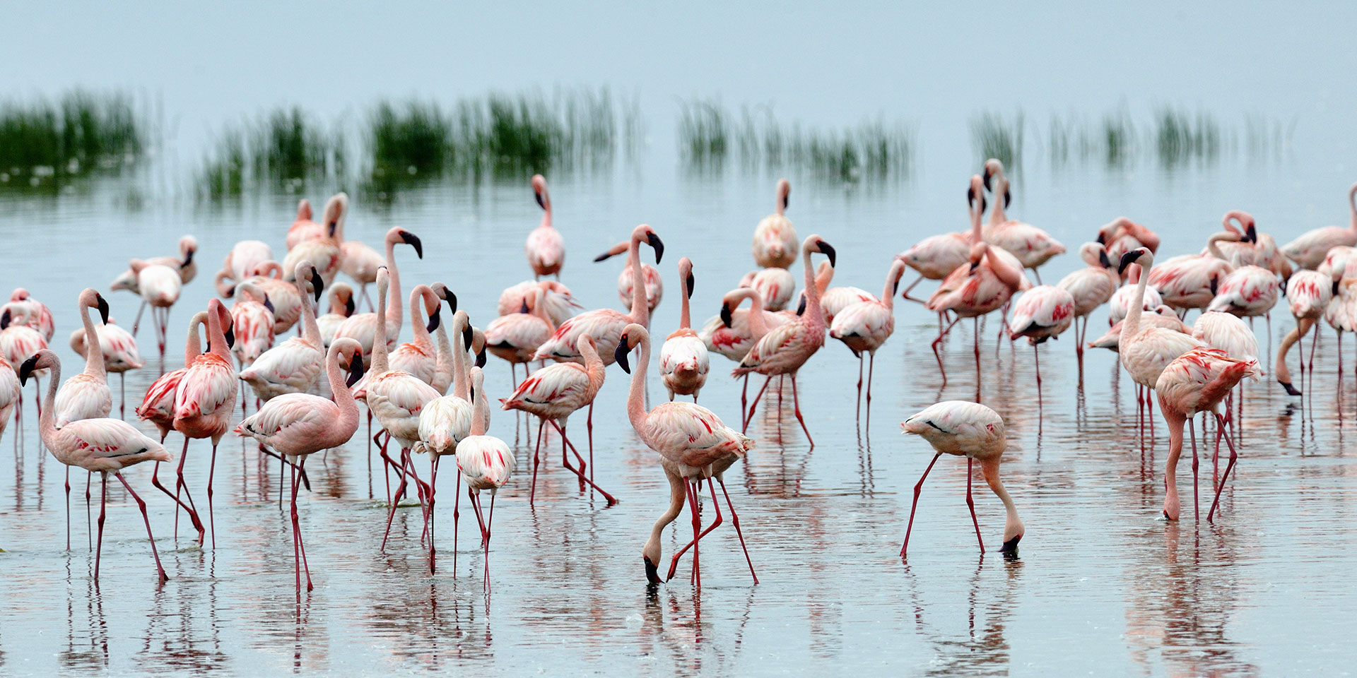 lakenakuru