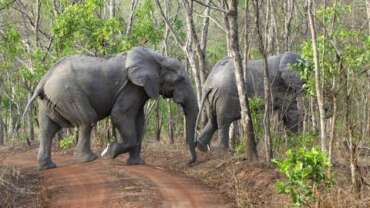 Nature of Benin