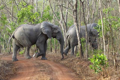 Nature of Benin