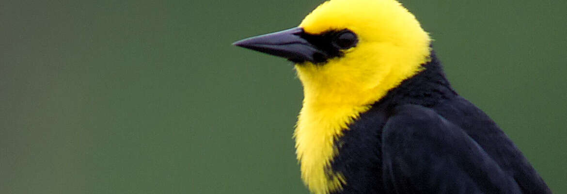 Birding in Trinidad & Tobago