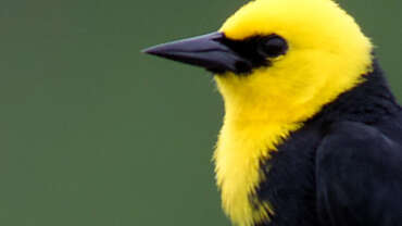 Birding in Trinidad & Tobago