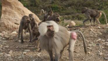 Echo & Natural Tourism in Yemen