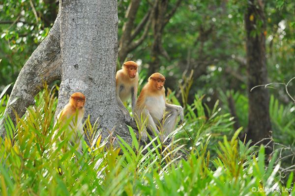 Highlights of Brunei Darussalam