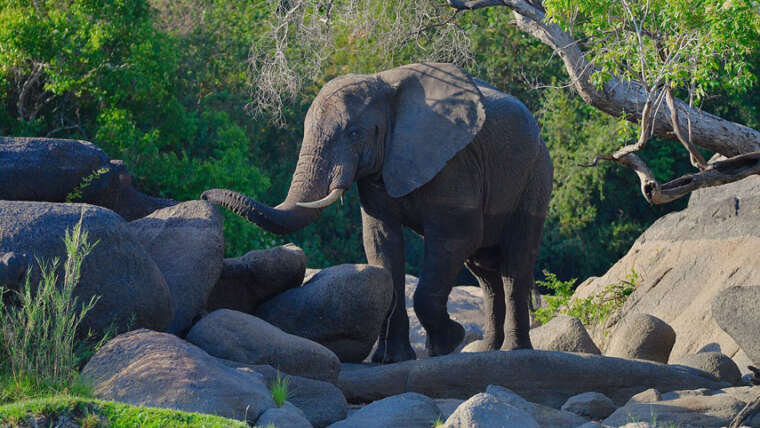 National Parks in Zambia