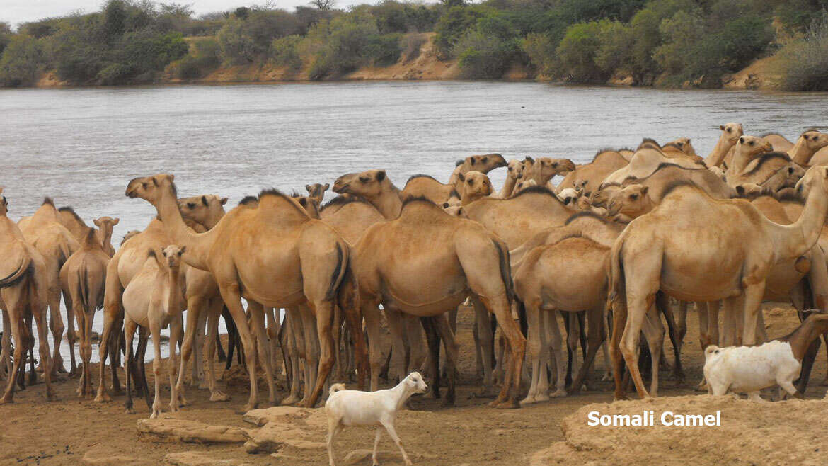 Kismayo City, Jubbaland ‘s Goobweyn