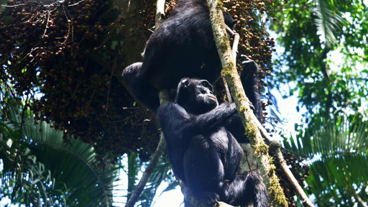 Chimp Tracking in Uganda