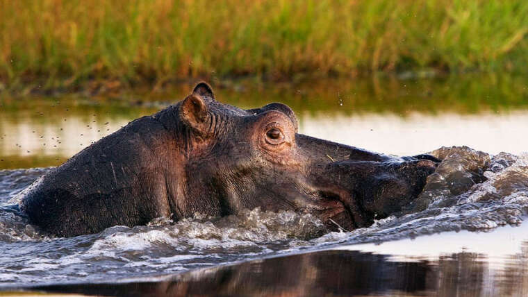 Zambia