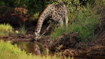 National Parks of Zimbabwe