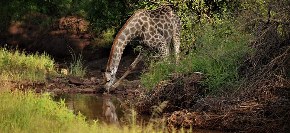 National Parks of Zimbabwe