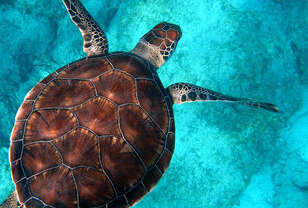 Funafuti Marine Conservation in Tuvalu